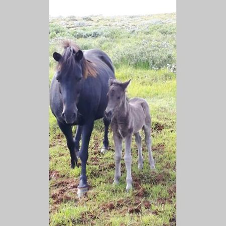 Heidi Cabin Lejlighed Reykholt  Eksteriør billede