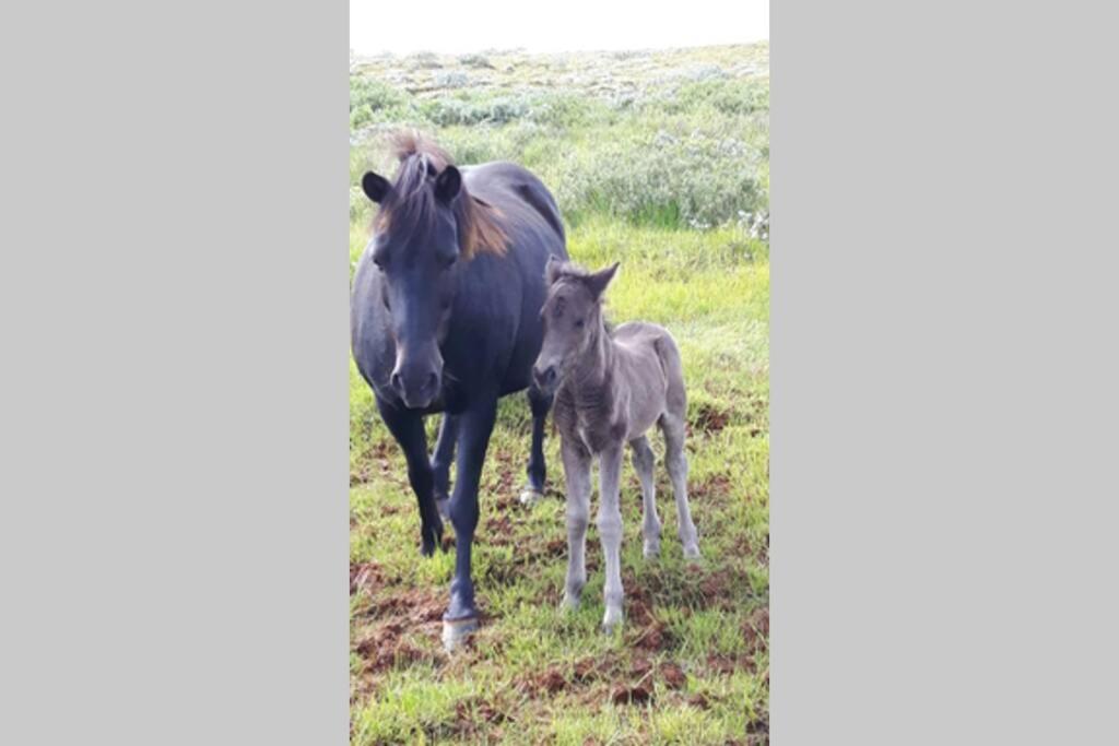 Heidi Cabin Lejlighed Reykholt  Eksteriør billede
